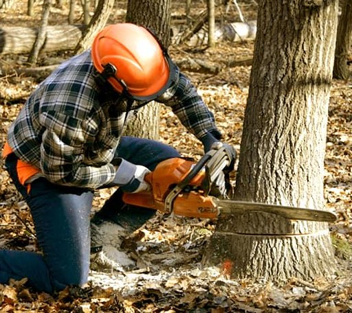 Tree Removal in West Paris, ME